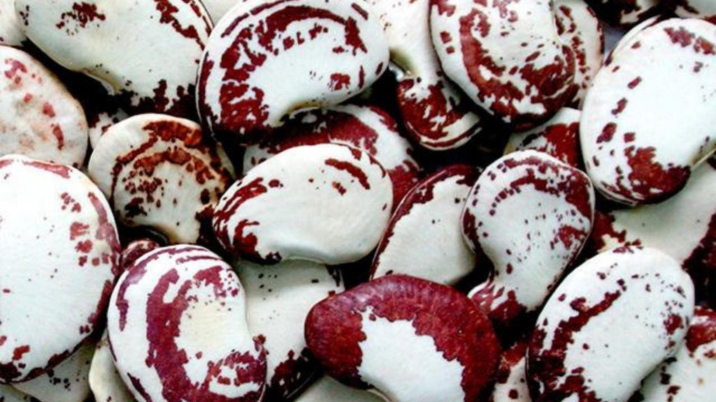 El garrofón, ingrediente imprescindible de la Paella Valenciana