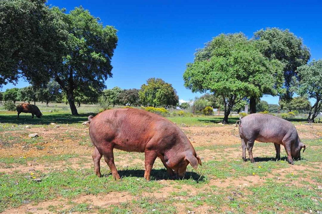 ¿Cómo se elabora el jamón pata negra?