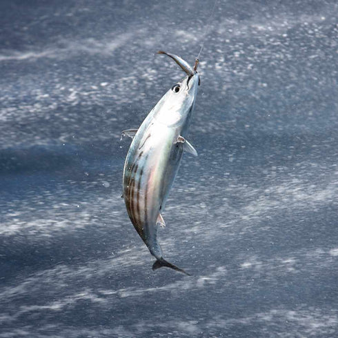 Atún de las Azores en agua de manantial 120g