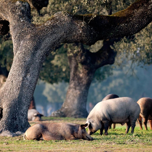 Paleta Pata Negra 5kg + Schinkenhalter + Messer